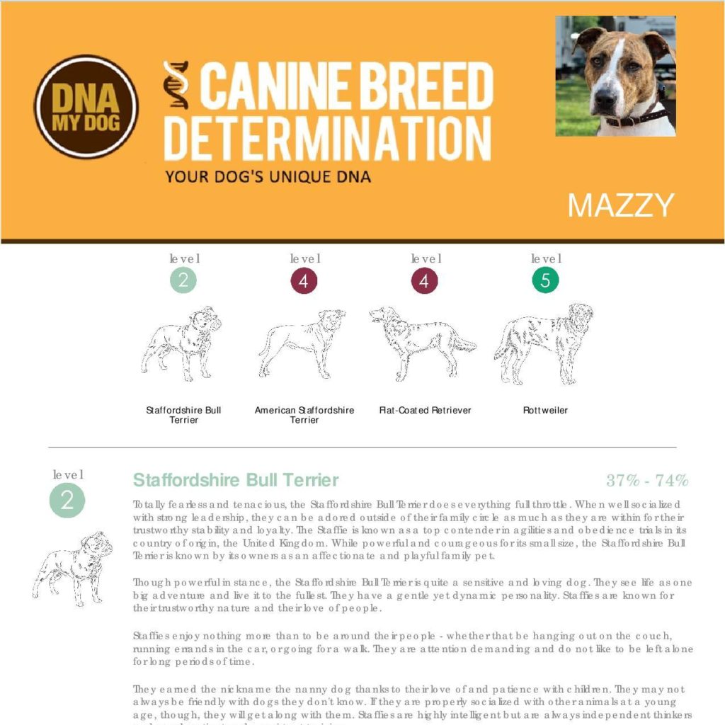 dna-my-dog-breed-test-canine-breed-identification-affinitydna-usa